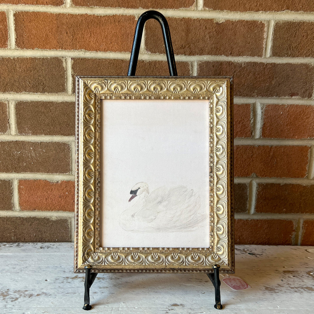 Swan
