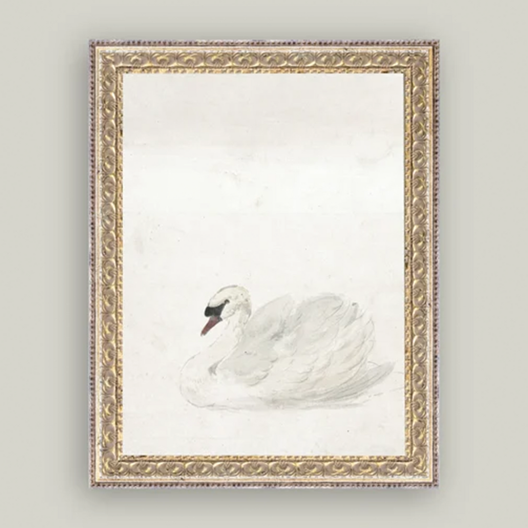 Swan