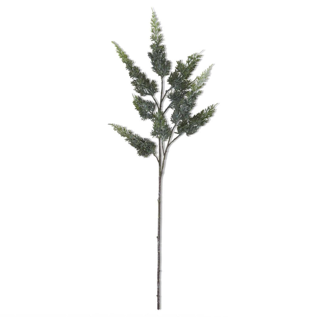 Cypress Pine