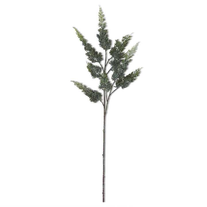Cypress Pine