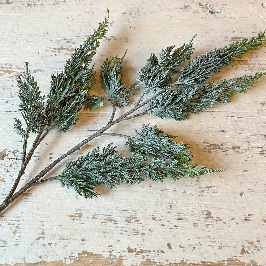 Cypress Pine