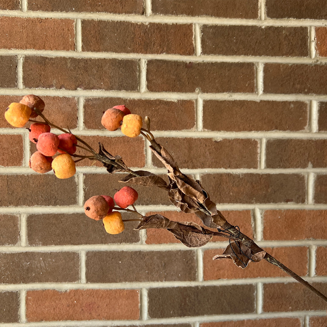 Orange & Cream Branch
