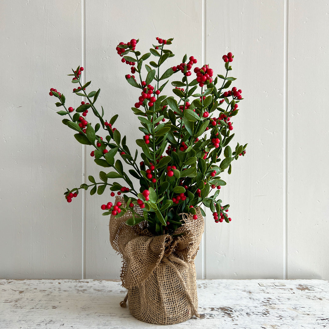 Berry Tree in Burlap