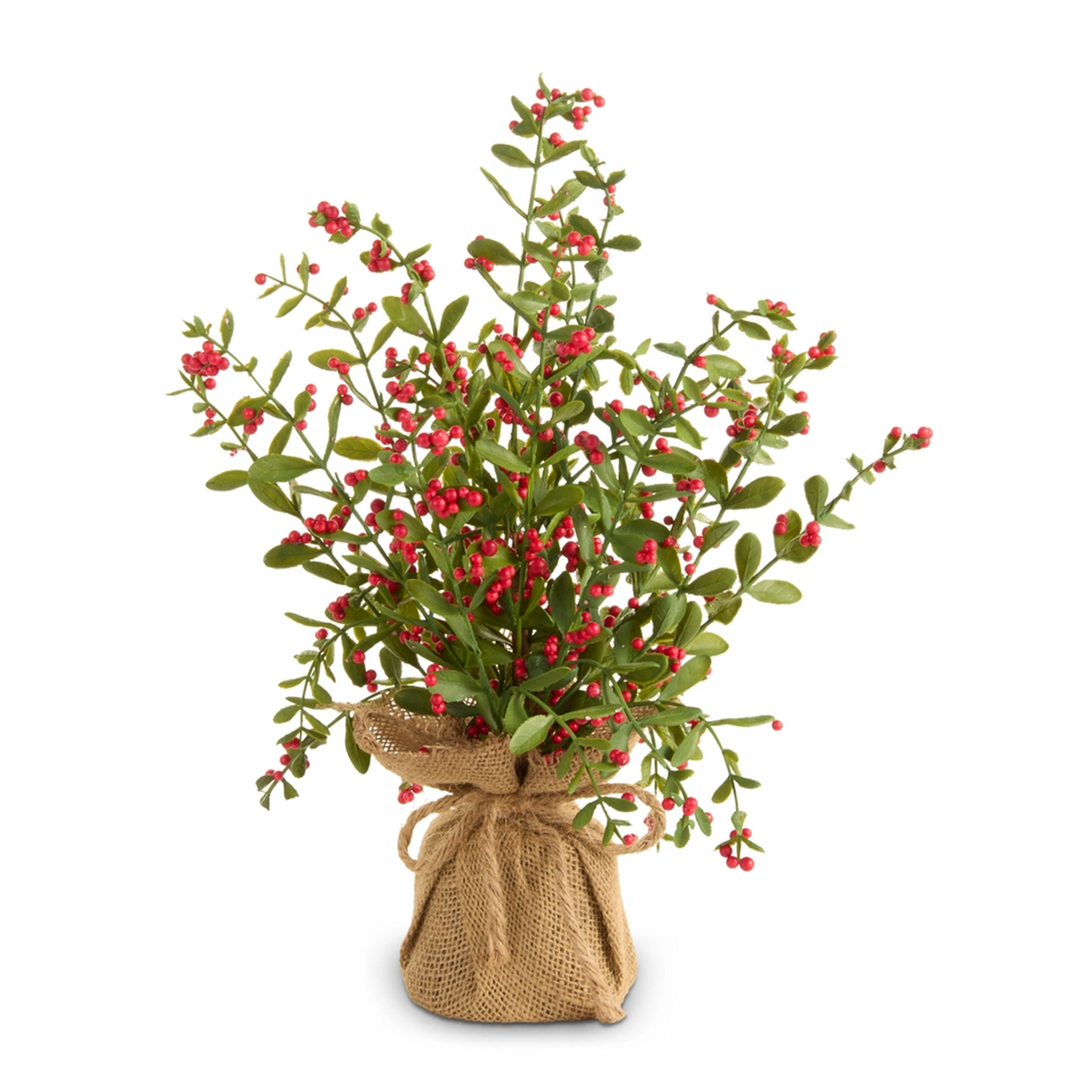 Berry Tree in Burlap