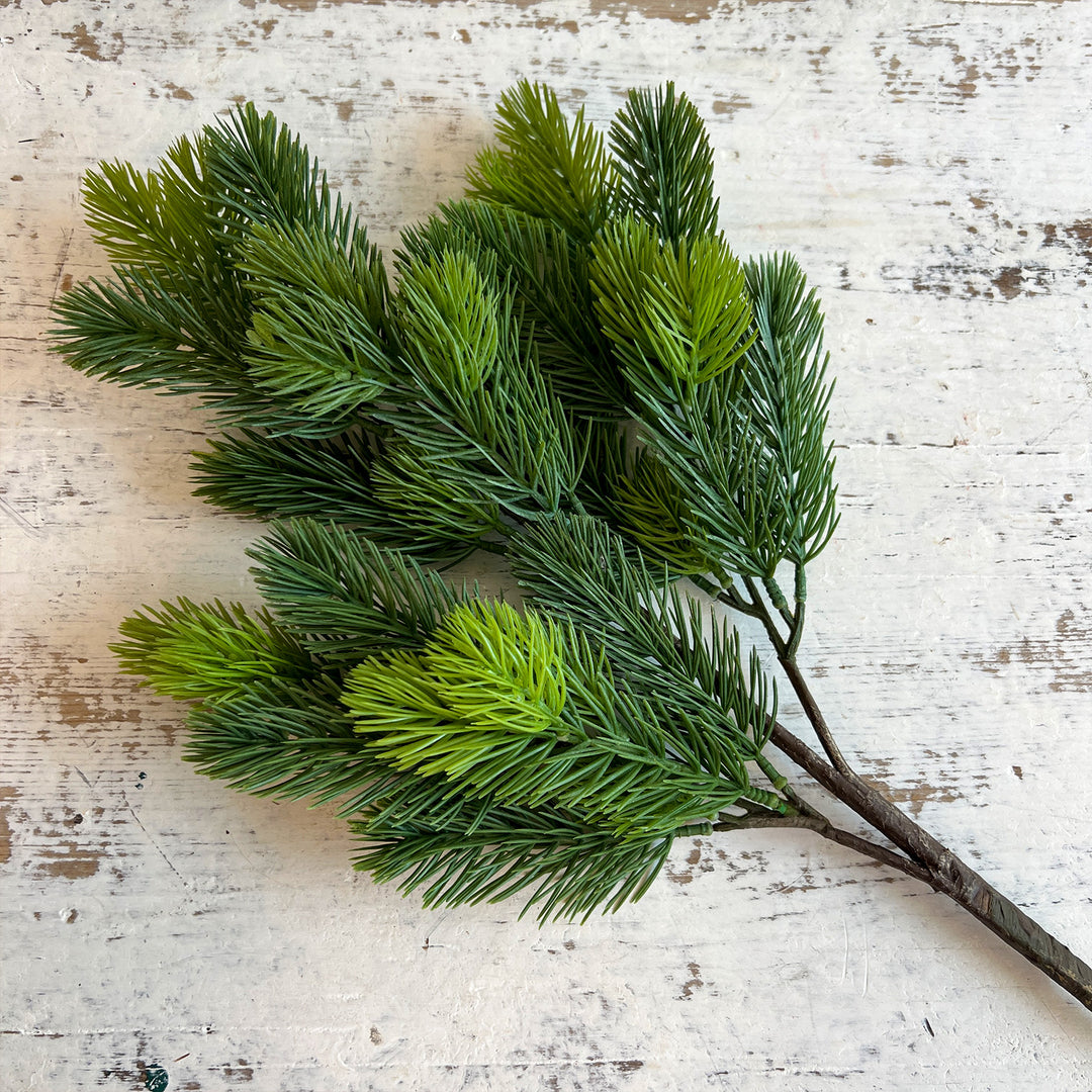 Pine Branch
