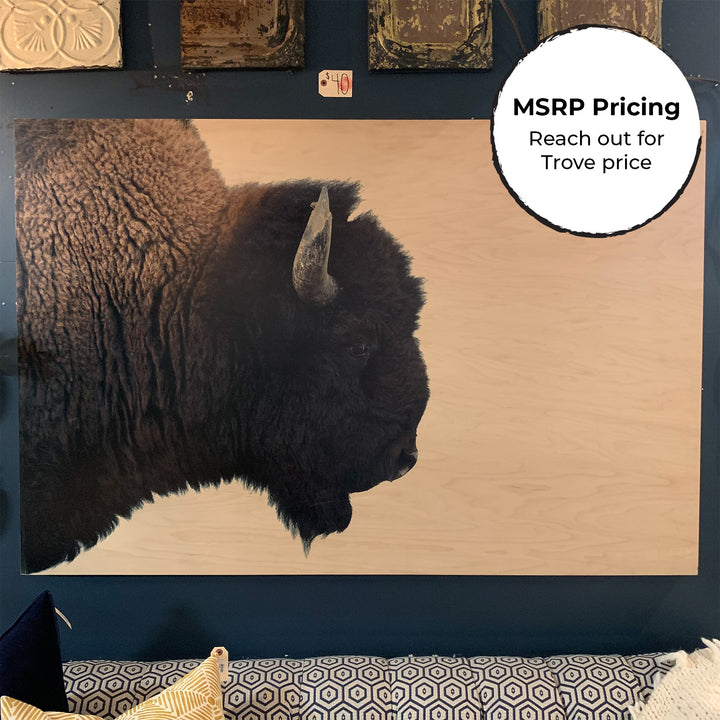 American Bison