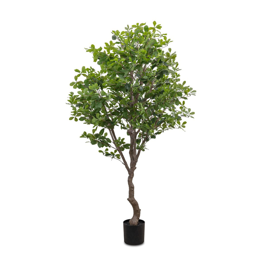 Faux Aralia 6ft Tree - Huber