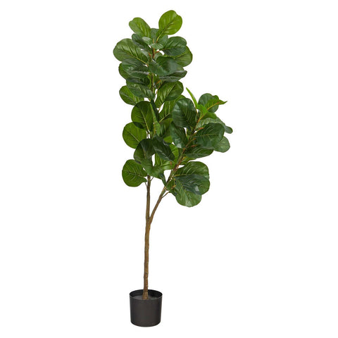 5.5' Fiddle Leaf Fig Tree