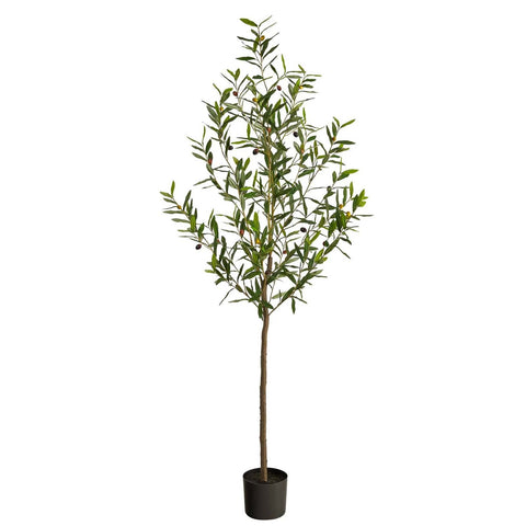 6' Olive Tree