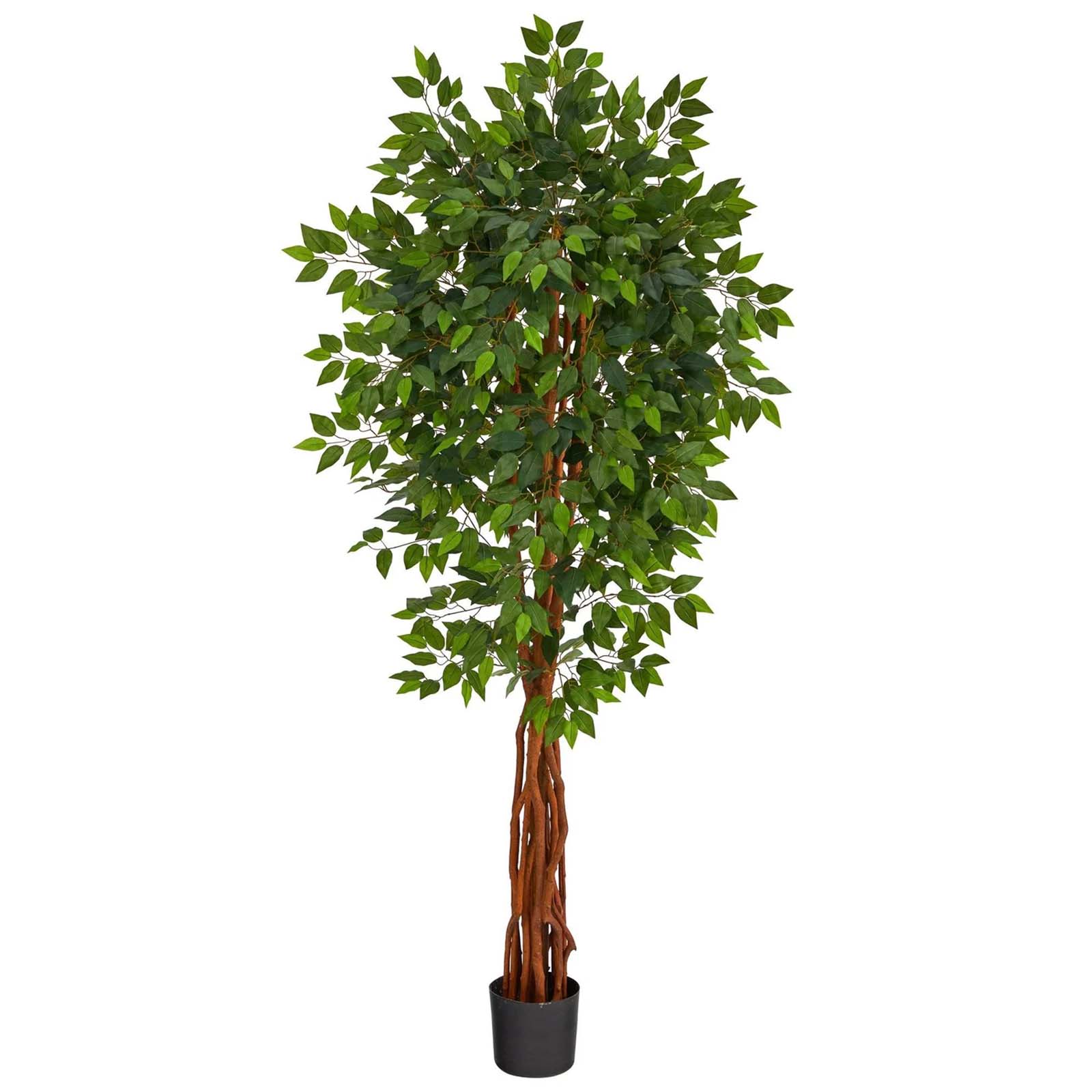 6.5' Ficus Tree