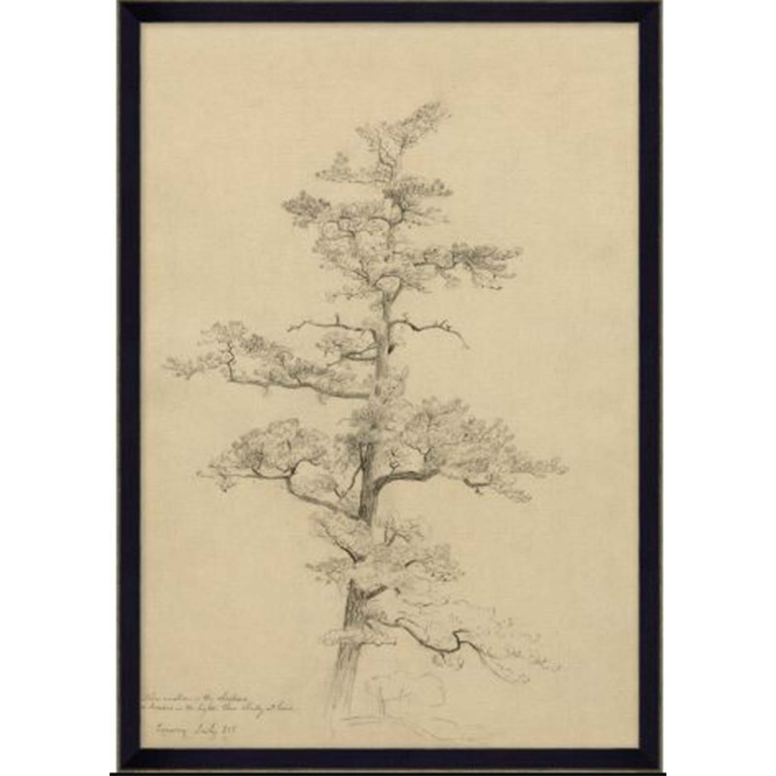 July Pine Tree