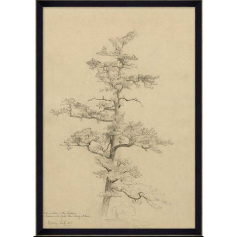 July Pine Tree