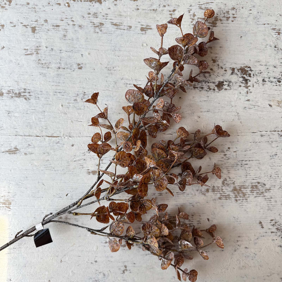 Brown Washed Eucalyptus Stem