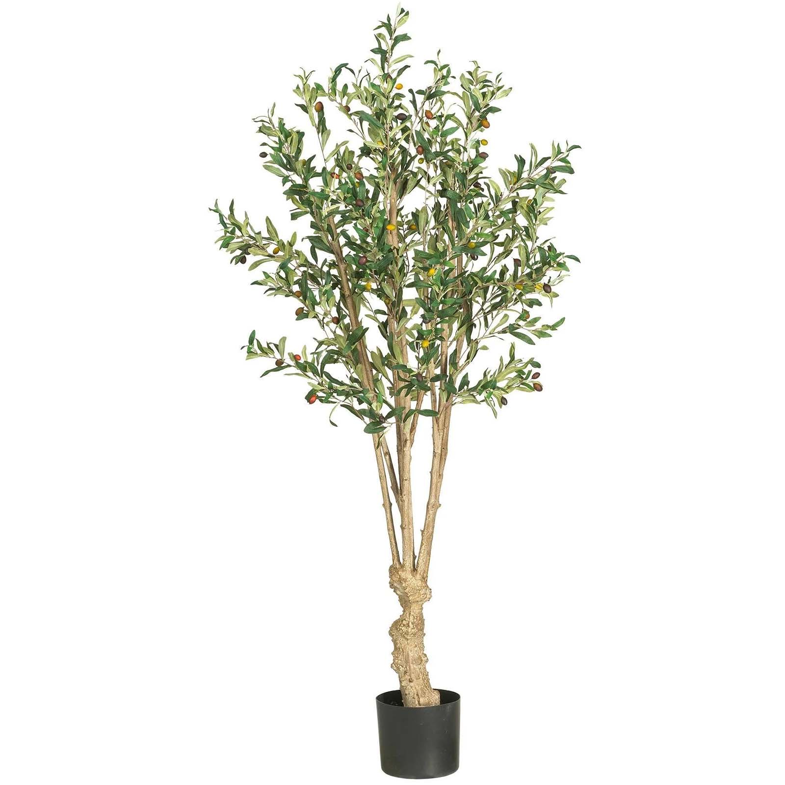 5' Olive Tree