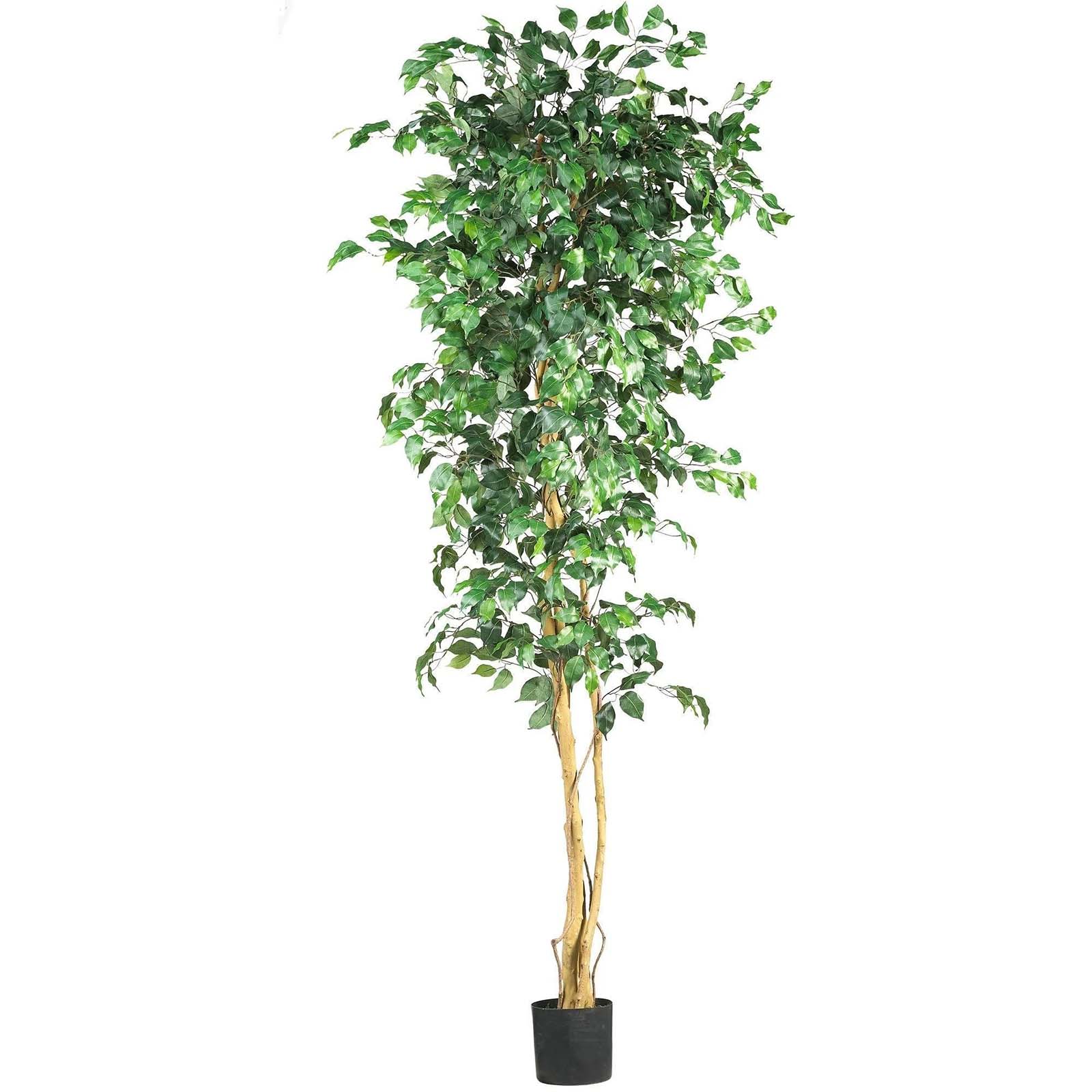 7' Ficus Tree