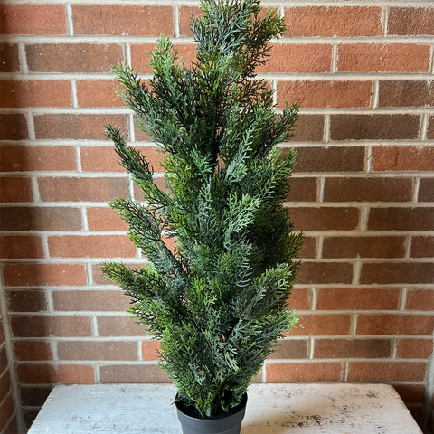 3' Cedar Pine Tree