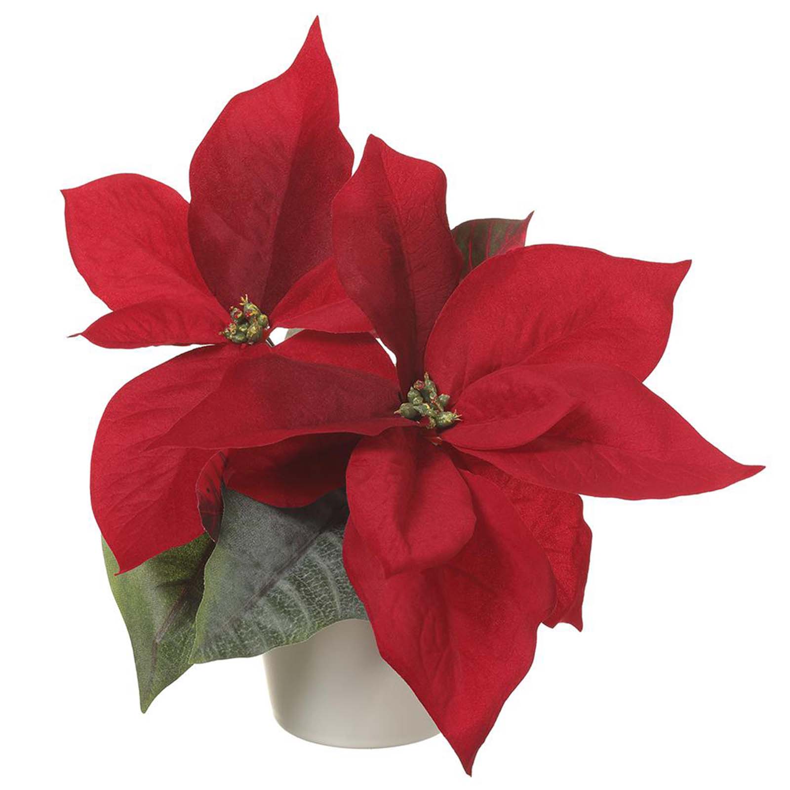 Poinsettia in Vase