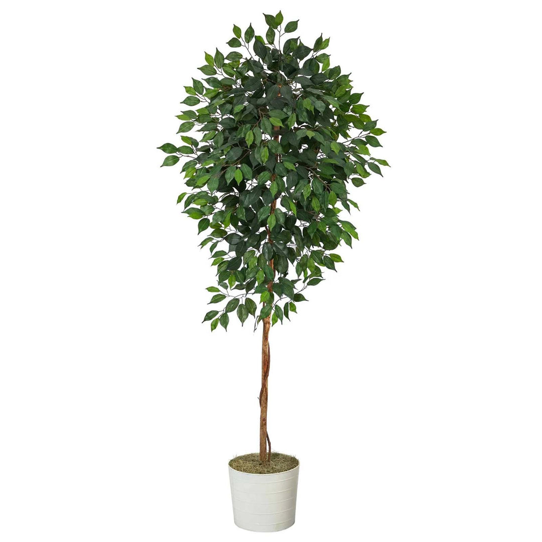 6' Ficus Tree with White Planter
