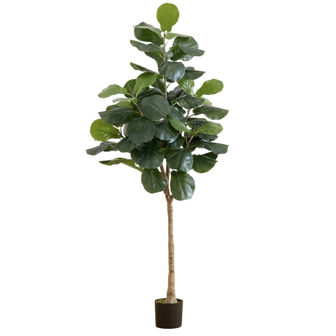 6' Fiddle Tree