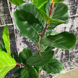 6' Fiddle Leaf Tree