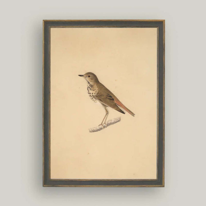Bird