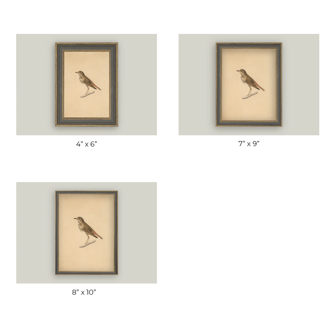 Bird