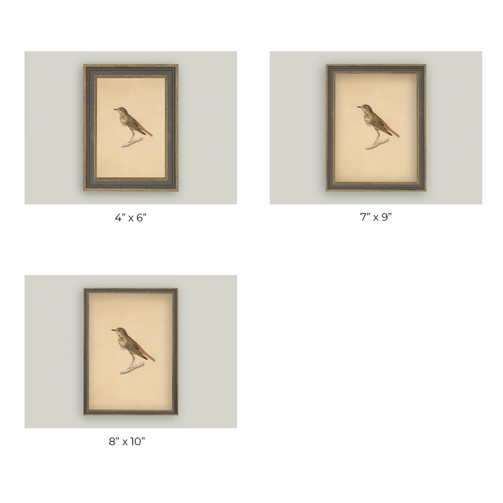 Bird