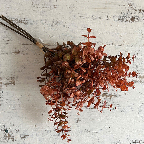 Boxwood - Orange