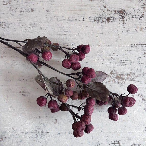 Burgundy Pod Stem