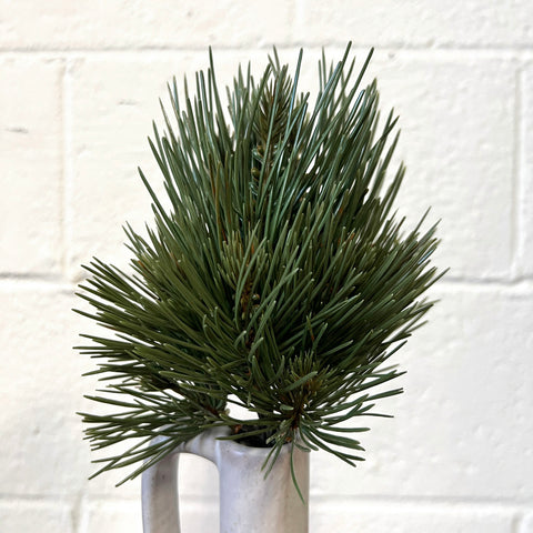 Pine Spray