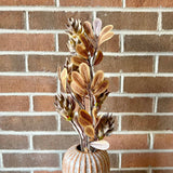 Seed Pod and Orange Leaves