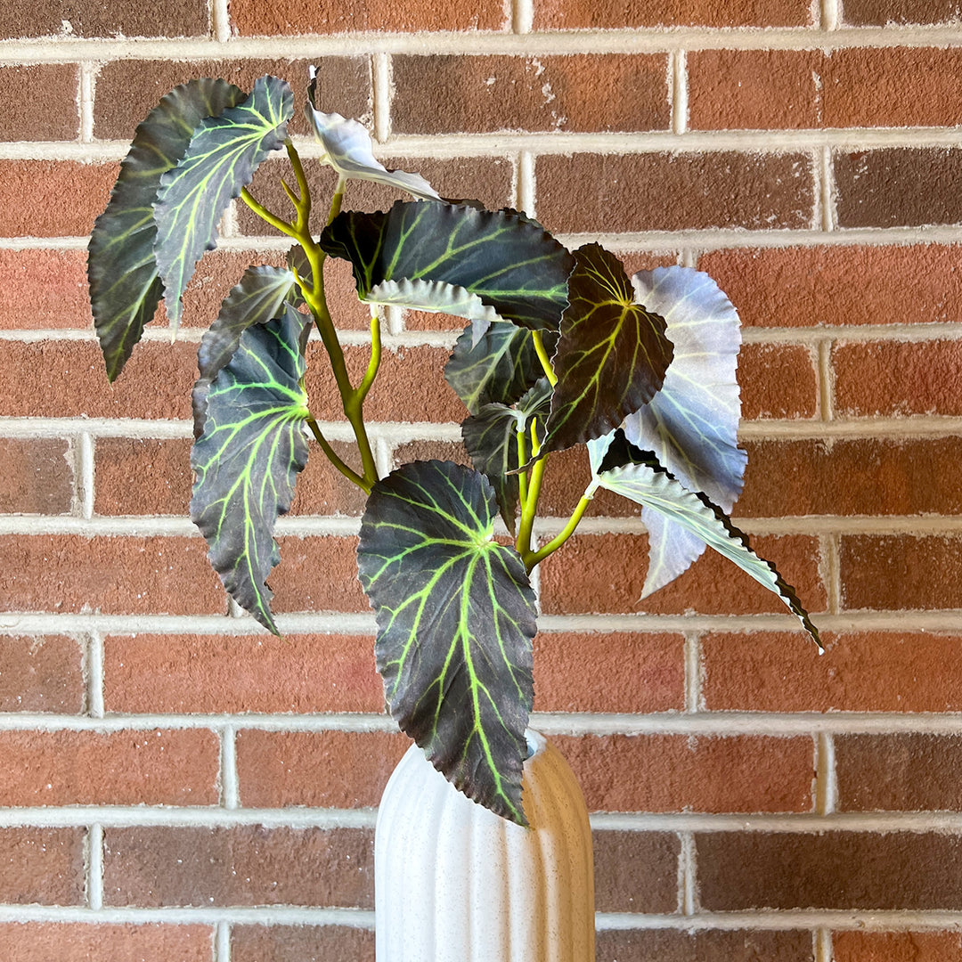 Large Green Begonia