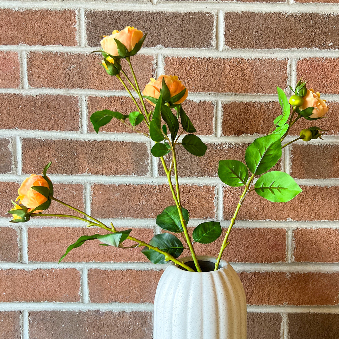 Yellow English Rose