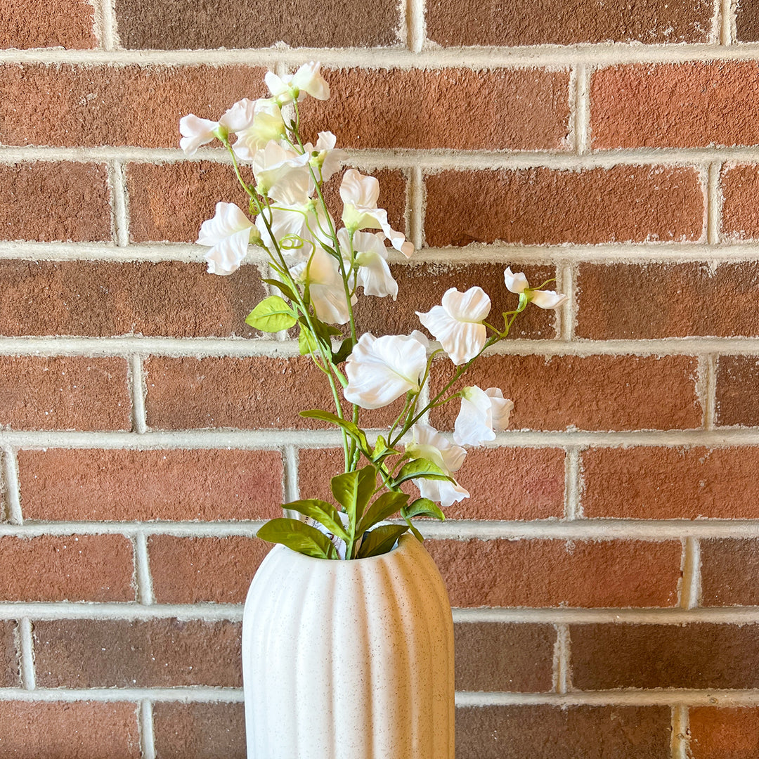 White Sweet Pea