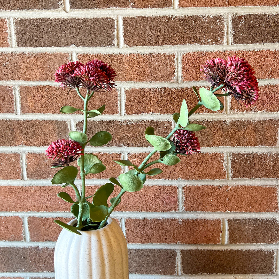 Dusty Rose Sedum