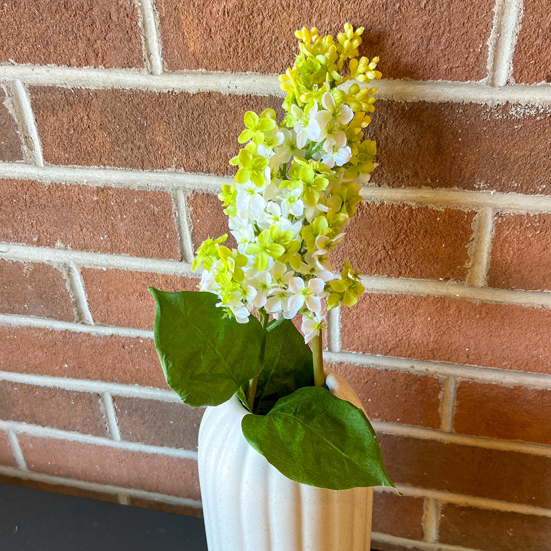 White Garden Liliac