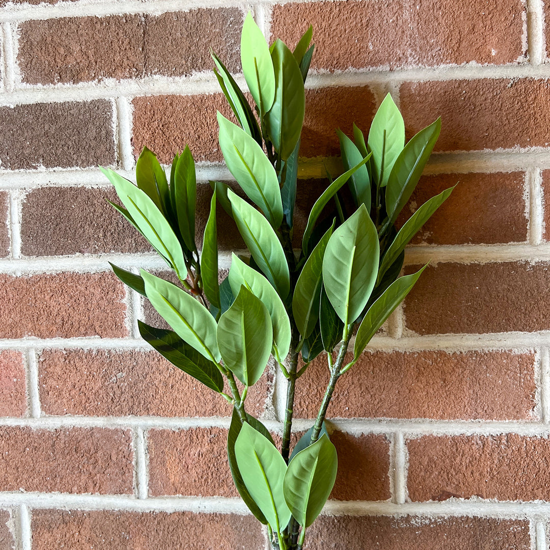 Bay Leaf Branch