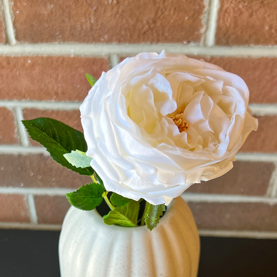 White Austin Rose