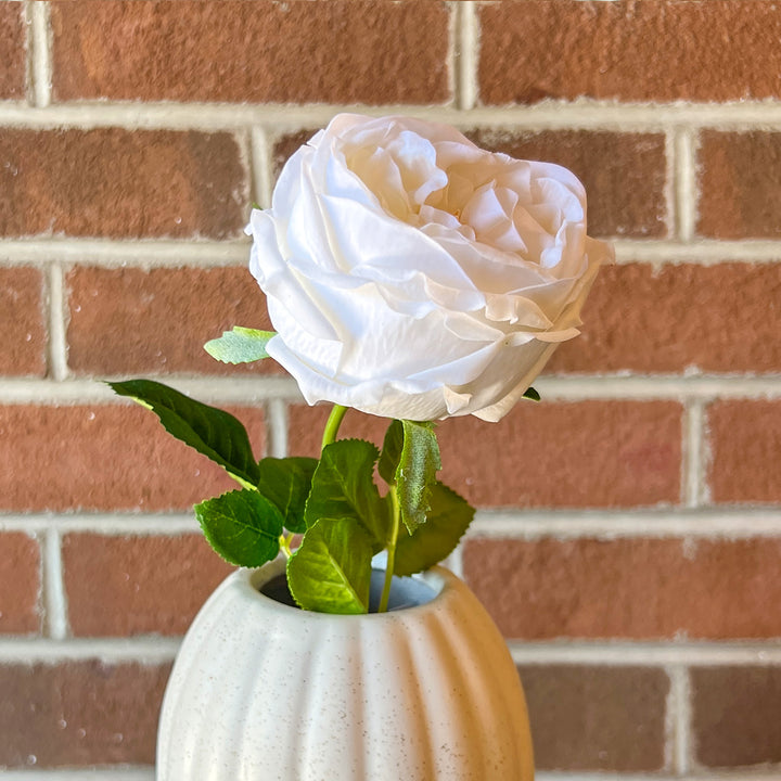 White Austin Rose