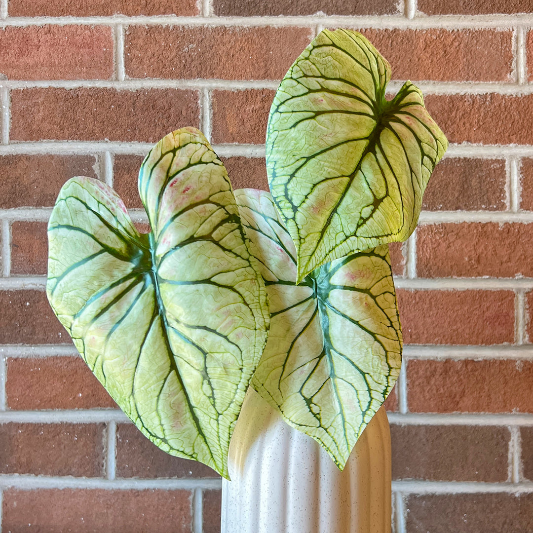 Caladium Light Green