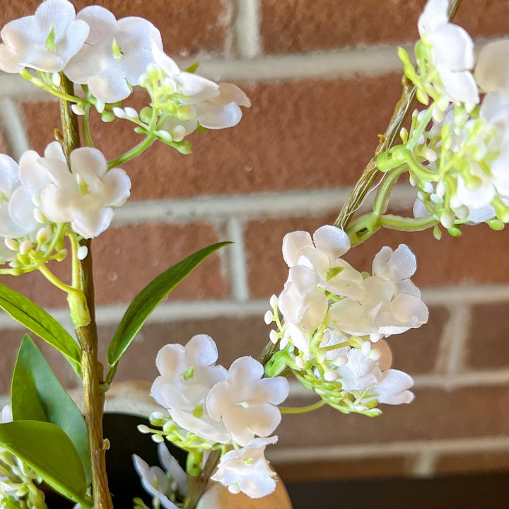 Spirea Green White