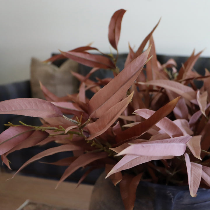 Leaf Pick - Brown