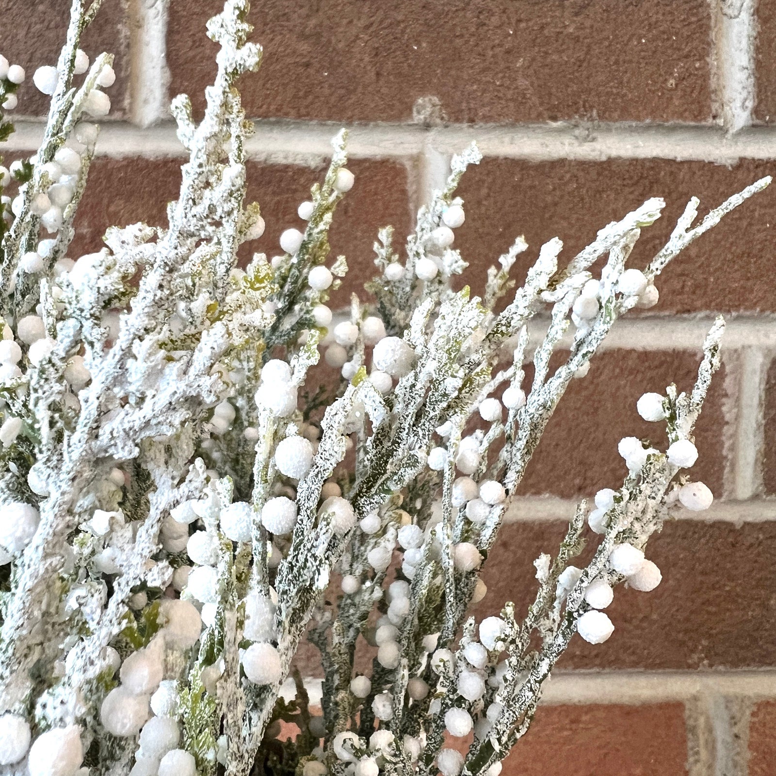 Frost Berry Bush