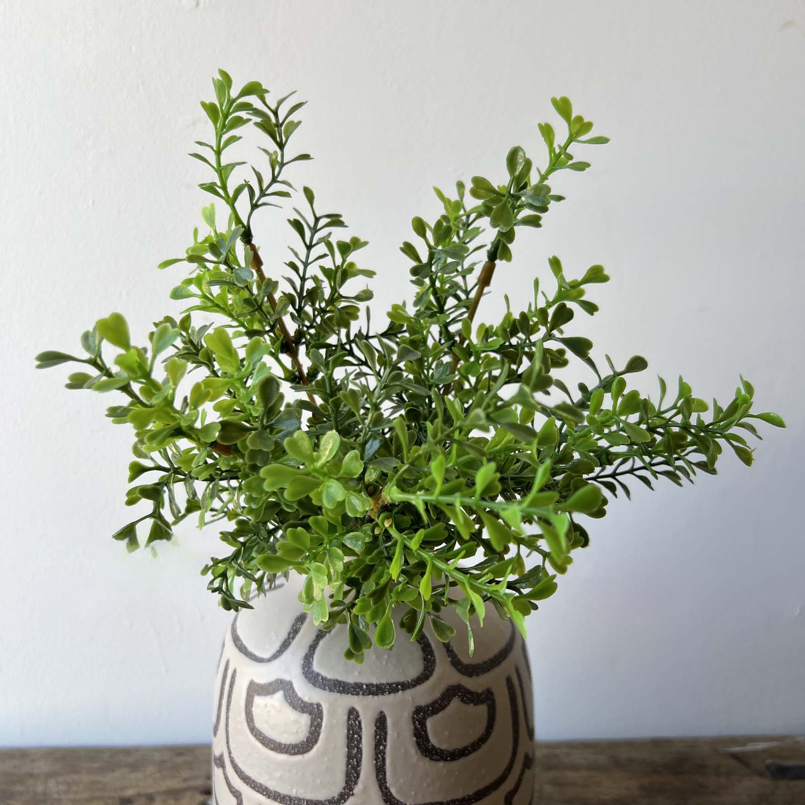 Boxwood Bush