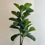 5.5' Fiddle Leaf Fig Tree