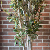 5' Olive Tree