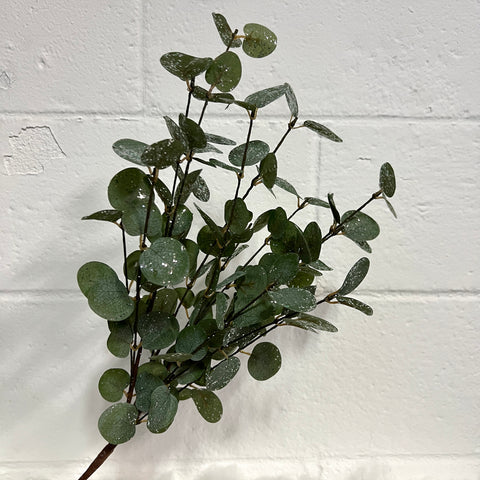 Eucalyptus Bush