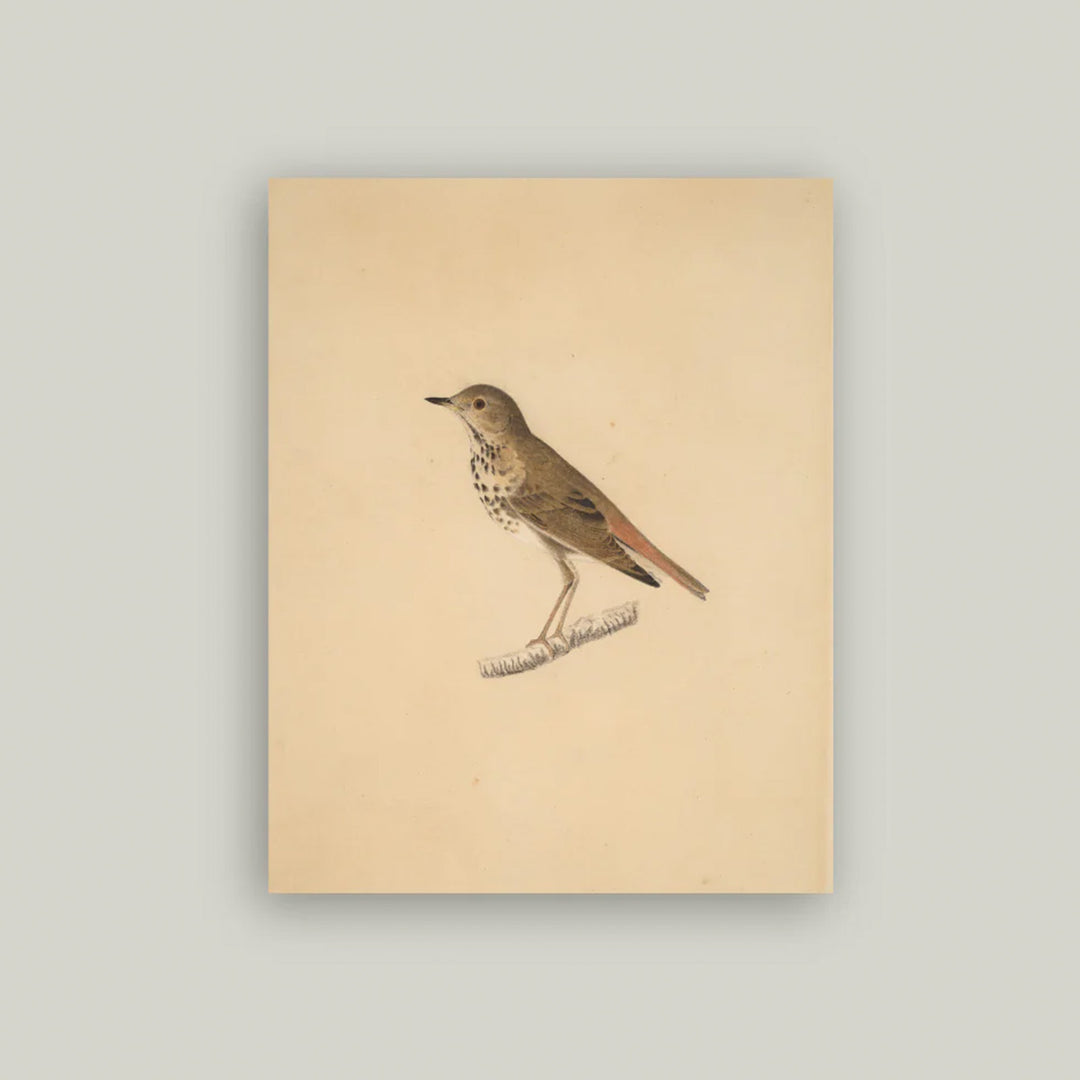 Bird Front Artist Board