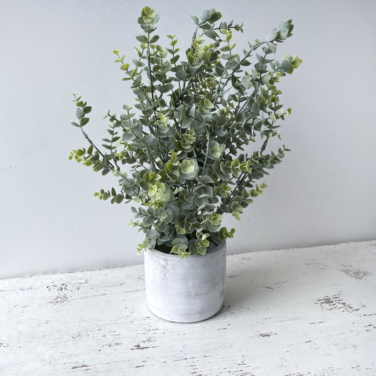 Boxwood in Cement Pot