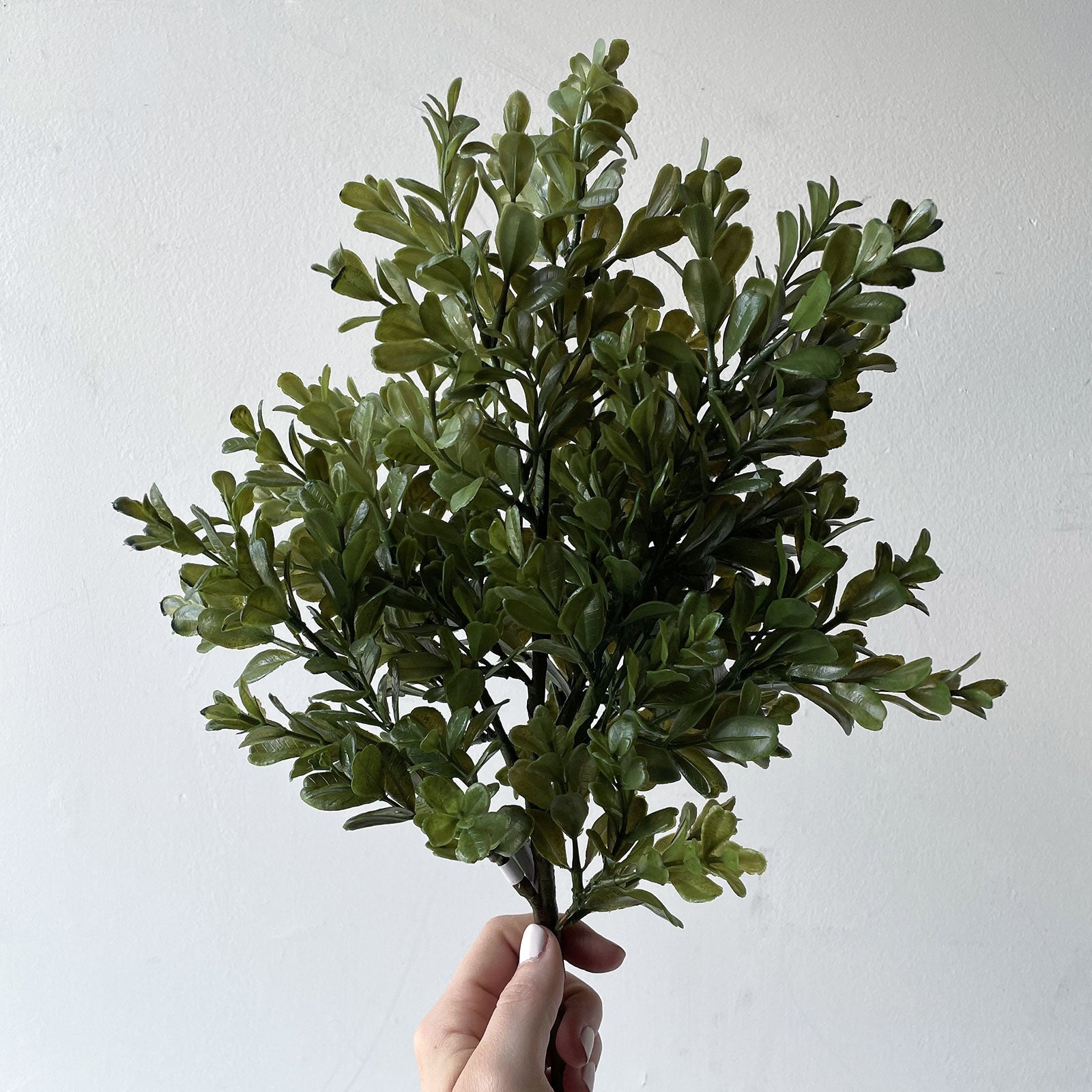 Boxwood Bush